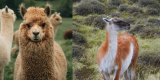 Llamas Vs Alpacas: Interesting Differences You Should Know