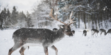 European Animals: Exceptional Beauty That You Must See